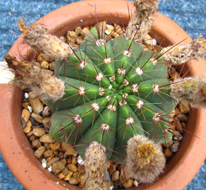 Notocactus horstii